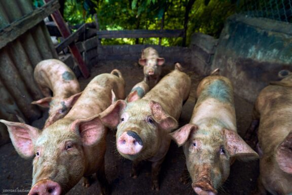 Karibai Caribbean, Dominican Republic, Dominikos Respublika Karibų nuotykis, Pažintinė kelionė, Itaka, nacionalinis parkas, Cayo Levantado, Santo Domingas, Tres Ojos, Salto de Jimenoa, Santo Cerro, Santiago de Los Kabaljerosas, Puerto Plata, Lagūna Gri Gri, Samanos pusiasalis, Playa Grande, Los Haitises, Higvėjus, Altos de Chavon Fotografas: Dovydas Gaidamavičius © www.DovydasGaidamavicius.lt www.itaka.lt