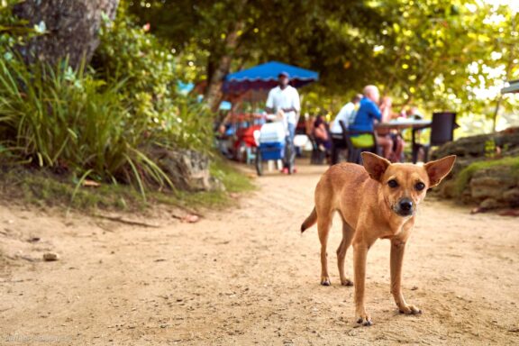 Karibai Caribbean, Dominican Republic, Dominikos Respublika Karibų nuotykis, Pažintinė kelionė, Itaka, nacionalinis parkas, Cayo Levantado, Santo Domingas, Tres Ojos, Salto de Jimenoa, Santo Cerro, Santiago de Los Kabaljerosas, Puerto Plata, Lagūna Gri Gri, Samanos pusiasalis, Playa Grande, Los Haitises, Higvėjus, Altos de Chavon Fotografas: Dovydas Gaidamavičius © www.DovydasGaidamavicius.lt www.itaka.lt