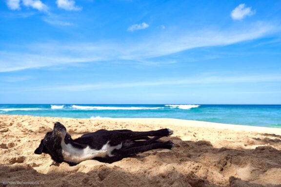 Karibai Caribbean, Dominican Republic, Dominikos Respublika Karibų nuotykis, Pažintinė kelionė, Itaka, nacionalinis parkas, Cayo Levantado, Santo Domingas, Tres Ojos, Salto de Jimenoa, Santo Cerro, Santiago de Los Kabaljerosas, Puerto Plata, Lagūna Gri Gri, Samanos pusiasalis, Playa Grande, Los Haitises, Higvėjus, Altos de Chavon Fotografas: Dovydas Gaidamavičius © www.DovydasGaidamavicius.lt www.itaka.lt