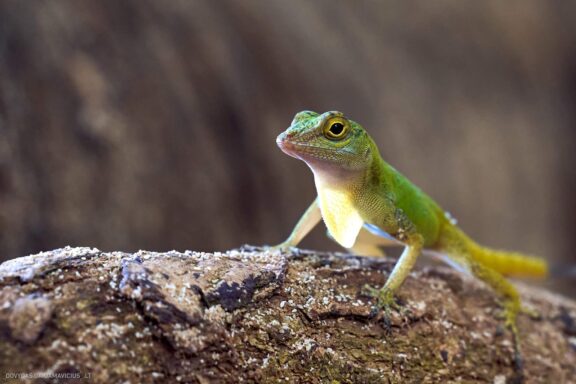 Karibai Caribbean, Dominican Republic, Dominikos Respublika Karibų nuotykis, Pažintinė kelionė, Itaka, nacionalinis parkas, Cayo Levantado, Santo Domingas, Tres Ojos, Salto de Jimenoa, Santo Cerro, Santiago de Los Kabaljerosas, Puerto Plata, Lagūna Gri Gri, Samanos pusiasalis, Playa Grande, Los Haitises, Higvėjus, Altos de Chavon Fotografas: Dovydas Gaidamavičius © www.DovydasGaidamavicius.lt www.itaka.lt
