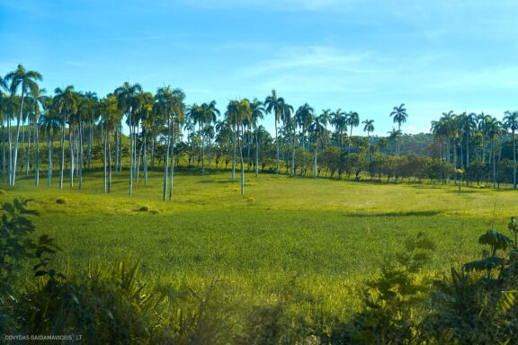 Karibai Caribbean, Dominican Republic, Dominikos Respublika Karibų nuotykis, Pažintinė kelionė, Itaka, nacionalinis parkas, Cayo Levantado, Santo Domingas, Tres Ojos, Salto de Jimenoa, Santo Cerro, Santiago de Los Kabaljerosas, Puerto Plata, Lagūna Gri Gri, Samanos pusiasalis, Playa Grande, Los Haitises, Higvėjus, Altos de Chavon Fotografas: Dovydas Gaidamavičius © www.DovydasGaidamavicius.lt www.itaka.lt