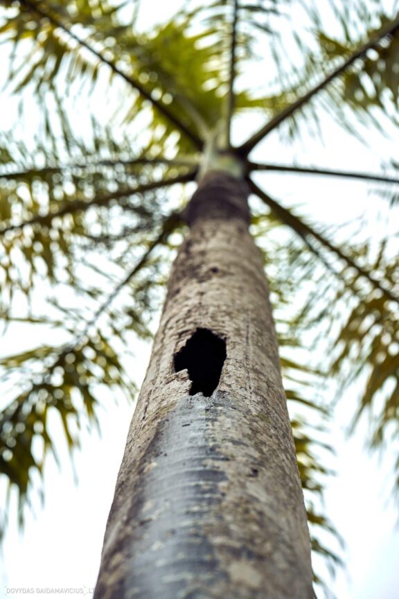Karibai Caribbean, Dominican Republic, Dominikos Respublika Karibų nuotykis, Pažintinė kelionė, Itaka, nacionalinis parkas, Cayo Levantado, Santo Domingas, Tres Ojos, Salto de Jimenoa, Santo Cerro, Santiago de Los Kabaljerosas, Puerto Plata, Lagūna Gri Gri, Samanos pusiasalis, Playa Grande, Los Haitises, Higvėjus, Altos de Chavon Fotografas: Dovydas Gaidamavičius © www.DovydasGaidamavicius.lt www.itaka.lt