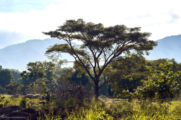 Karibai Caribbean, Dominican Republic, Dominikos Respublika Karibų nuotykis, Pažintinė kelionė, Itaka, nacionalinis parkas, Cayo Levantado, Santo Domingas, Tres Ojos, Salto de Jimenoa, Santo Cerro, Santiago de Los Kabaljerosas, Puerto Plata, Lagūna Gri Gri, Samanos pusiasalis, Playa Grande, Los Haitises, Higvėjus, Altos de Chavon Fotografas: Dovydas Gaidamavičius © www.DovydasGaidamavicius.lt www.itaka.lt