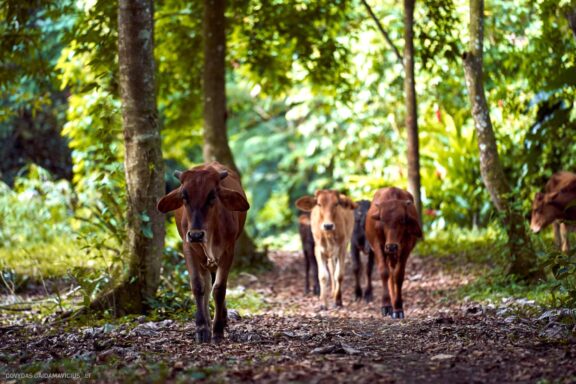 Karibai Caribbean, Dominican Republic, Dominikos Respublika Karibų nuotykis, Pažintinė kelionė, Itaka, nacionalinis parkas, Cayo Levantado, Santo Domingas, Tres Ojos, Salto de Jimenoa, Santo Cerro, Santiago de Los Kabaljerosas, Puerto Plata, Lagūna Gri Gri, Samanos pusiasalis, Playa Grande, Los Haitises, Higvėjus, Altos de Chavon Fotografas: Dovydas Gaidamavičius © www.DovydasGaidamavicius.lt www.itaka.lt
