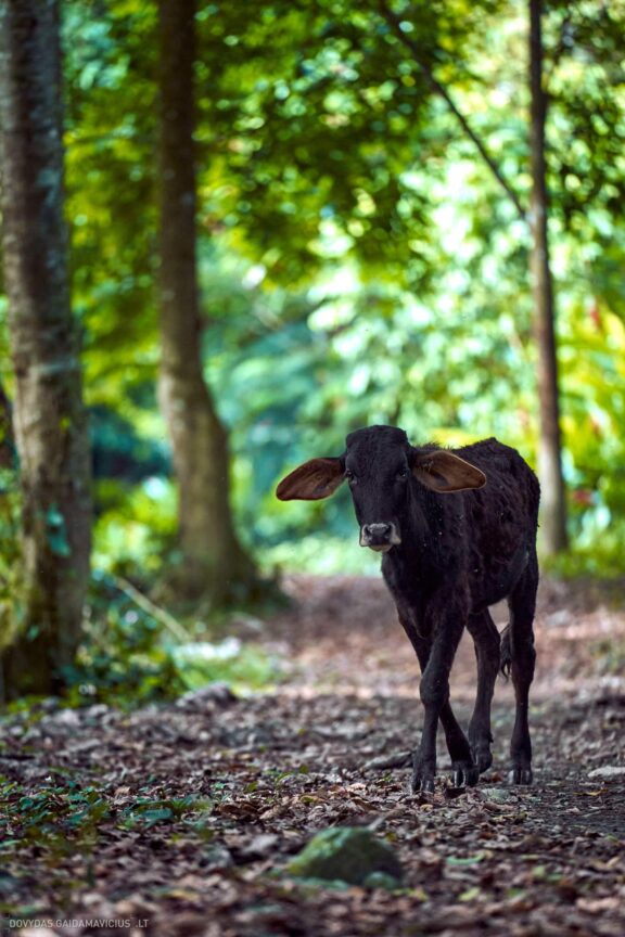 Karibai Caribbean, Dominican Republic, Dominikos Respublika Karibų nuotykis, Pažintinė kelionė, Itaka, nacionalinis parkas, Cayo Levantado, Santo Domingas, Tres Ojos, Salto de Jimenoa, Santo Cerro, Santiago de Los Kabaljerosas, Puerto Plata, Lagūna Gri Gri, Samanos pusiasalis, Playa Grande, Los Haitises, Higvėjus, Altos de Chavon Fotografas: Dovydas Gaidamavičius © www.DovydasGaidamavicius.lt www.itaka.lt