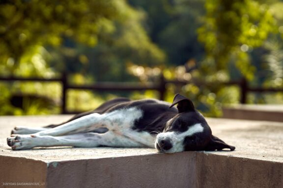 Karibai Caribbean, Dominican Republic, Dominikos Respublika Karibų nuotykis, Pažintinė kelionė, Itaka, nacionalinis parkas, Cayo Levantado, Santo Domingas, Tres Ojos, Salto de Jimenoa, Santo Cerro, Santiago de Los Kabaljerosas, Puerto Plata, Lagūna Gri Gri, Samanos pusiasalis, Playa Grande, Los Haitises, Higvėjus, Altos de Chavon Fotografas: Dovydas Gaidamavičius © www.DovydasGaidamavicius.lt www.itaka.lt