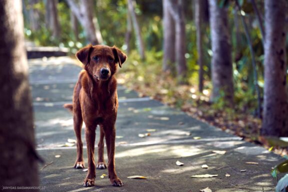 Karibai Caribbean, Dominican Republic, Dominikos Respublika Karibų nuotykis, Pažintinė kelionė, Itaka, nacionalinis parkas, Cayo Levantado, Santo Domingas, Tres Ojos, Salto de Jimenoa, Santo Cerro, Santiago de Los Kabaljerosas, Puerto Plata, Lagūna Gri Gri, Samanos pusiasalis, Playa Grande, Los Haitises, Higvėjus, Altos de Chavon Fotografas: Dovydas Gaidamavičius © www.DovydasGaidamavicius.lt www.itaka.lt