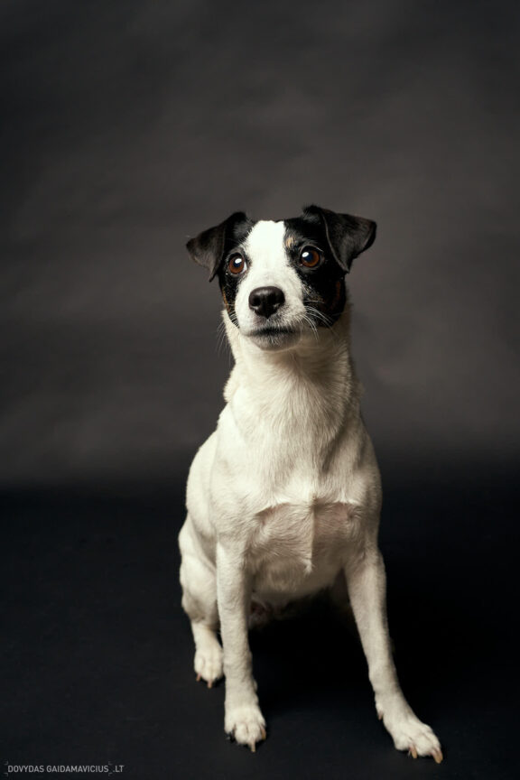 Fotosesija su Augintini šuns fotosesija foto studijoje, Vilnius, Šiaurės Miestelis, Žirmūnai. Justina Šidlauskienė Fotografas: Dovydas Gaidamavičius © www.DovydasGaidamavicius.lt