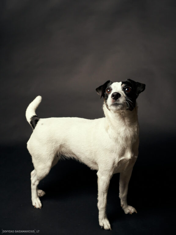 Fotosesija su Augintini šuns fotosesija foto studijoje, Vilnius, Šiaurės Miestelis, Žirmūnai. Justina Šidlauskienė Fotografas: Dovydas Gaidamavičius © www.DovydasGaidamavicius.lt