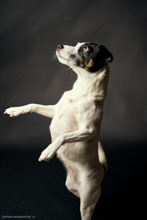 Fotosesija su Augintini šuns fotosesija foto studijoje, Vilnius, Šiaurės Miestelis, Žirmūnai. Justina Šidlauskienė Fotografas: Dovydas Gaidamavičius © www.DovydasGaidamavicius.lt
