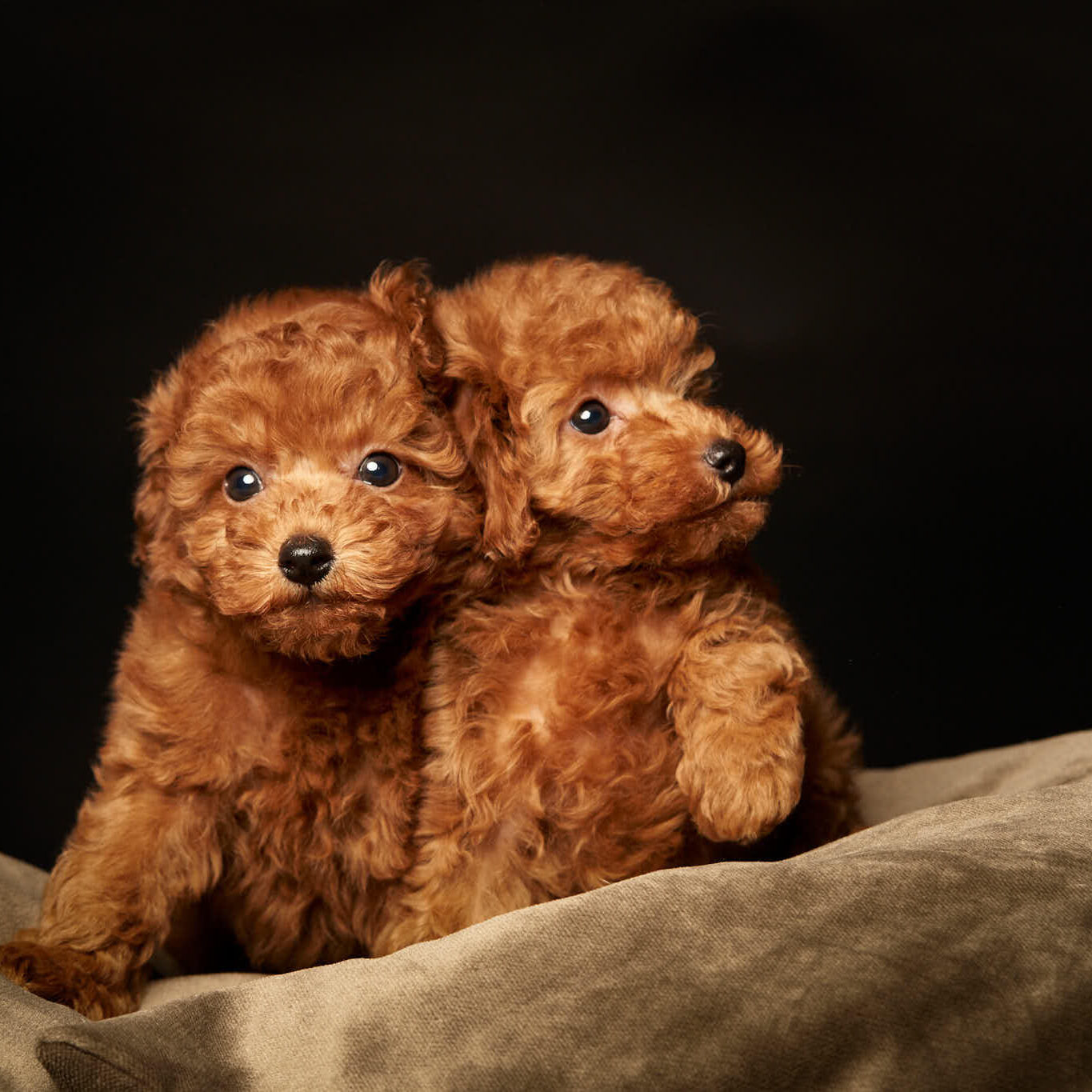 Augintinio šuns fotosesija foto studijoje, Vilnius, Šiaurės Miestelis, Žirmūnai. Mažų šuniukų pudelių fotosesija Fotografas: Dovydas Gaidamavičius © www.DovydasGaidamavicius.lt