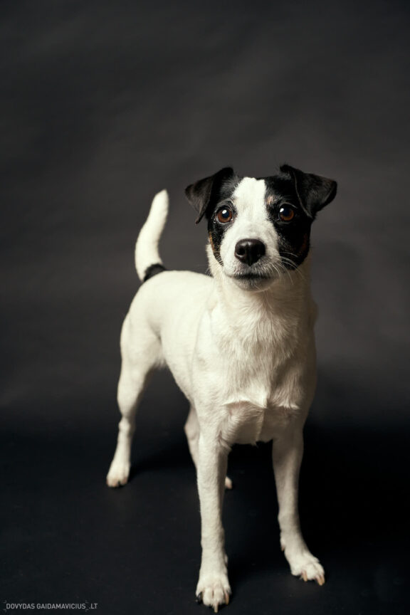 Fotosesija su Augintini šuns fotosesija foto studijoje, Vilnius, Šiaurės Miestelis, Žirmūnai. Justina Šidlauskienė Fotografas: Dovydas Gaidamavičius © www.DovydasGaidamavicius.lt