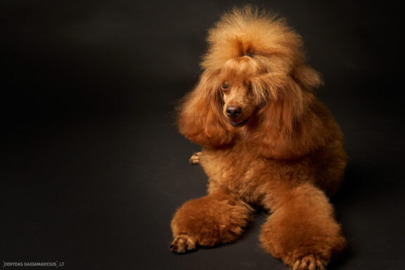 Augintinio šuns fotosesija foto studijoje, Nykštukinis pudelis, Miniature Poodle, Šuniukų porelė Vilnius, Šiaurės Miestelis, Žirmūnai. Fotografas: Dovydas Gaidamavičius © www.DovydasGaidamavicius.lt