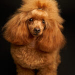 Augintinio šuns fotosesija foto studijoje, Nykštukinis pudelis, Miniature Poodle, Šuniukų porelė Vilnius, Šiaurės Miestelis, Žirmūnai. Fotografas: Dovydas Gaidamavičius © www.DovydasGaidamavicius.lt