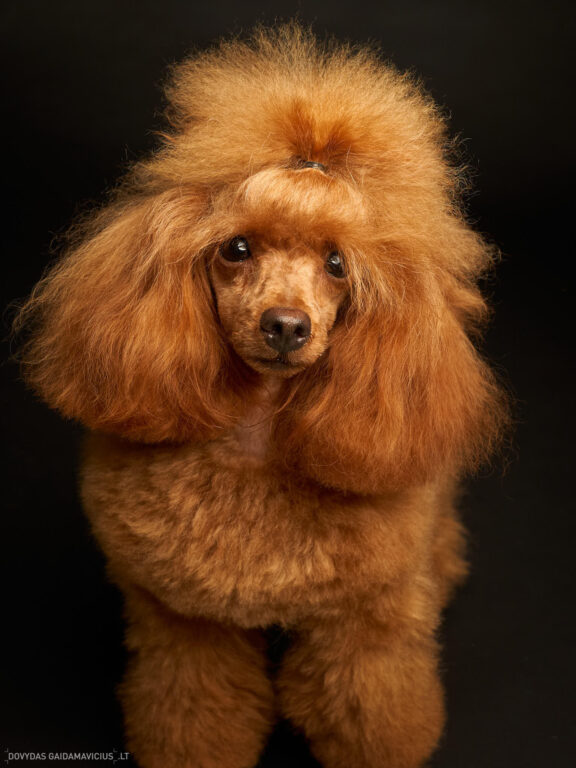 Augintinio šuns fotosesija foto studijoje, Nykštukinis pudelis, Miniature Poodle, Šuniukų porelė Vilnius, Šiaurės Miestelis, Žirmūnai. Fotografas: Dovydas Gaidamavičius © www.DovydasGaidamavicius.lt