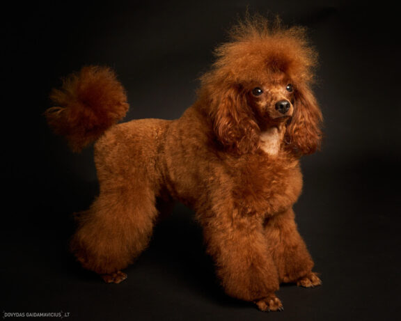 Augintinio šuns fotosesija foto studijoje, Nykštukinis pudelis, Miniature Poodle, Šuniukų porelė Vilnius, Šiaurės Miestelis, Žirmūnai. Fotografas: Dovydas Gaidamavičius © www.DovydasGaidamavicius.lt