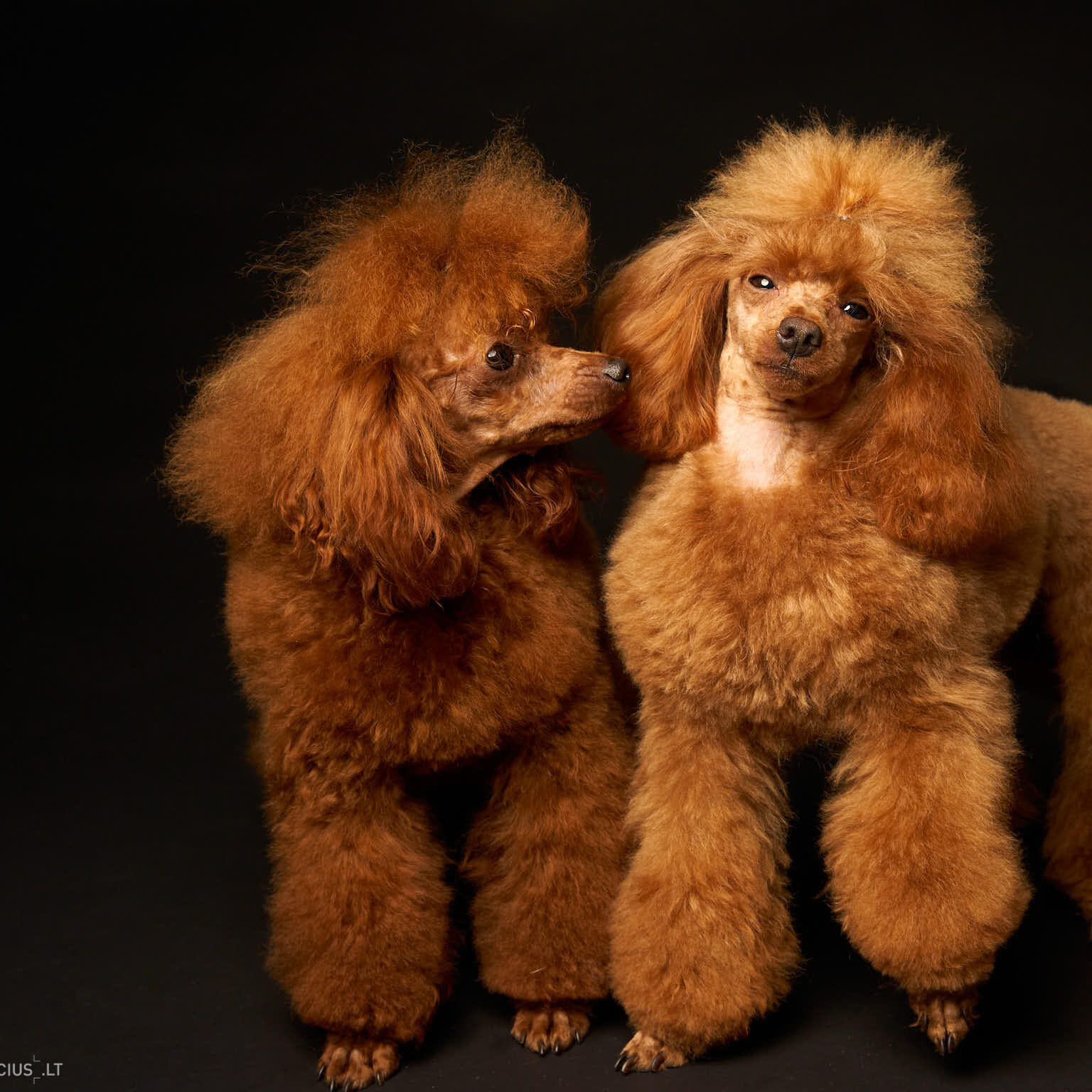 Augintinio šuns fotosesija foto studijoje, Nykštukinis pudelis, Miniature Poodle, Šuniukų porelė Vilnius, Šiaurės Miestelis, Žirmūnai. Fotografas: Dovydas Gaidamavičius © www.DovydasGaidamavicius.lt