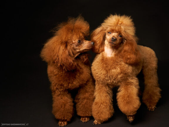 Augintinio šuns fotosesija foto studijoje, Nykštukinis pudelis, Miniature Poodle, Šuniukų porelė Vilnius, Šiaurės Miestelis, Žirmūnai. Fotografas: Dovydas Gaidamavičius © www.DovydasGaidamavicius.lt