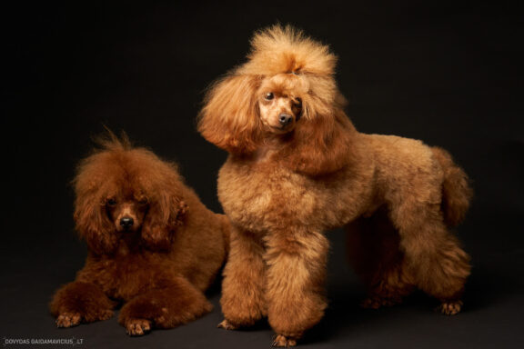 Augintinio šuns fotosesija foto studijoje, Nykštukinis pudelis, Miniature Poodle, Šuniukų porelė Vilnius, Šiaurės Miestelis, Žirmūnai. Fotografas: Dovydas Gaidamavičius © www.DovydasGaidamavicius.lt