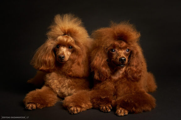 Augintinio šuns fotosesija foto studijoje, Nykštukinis pudelis, Miniature Poodle, Šuniukų porelė Vilnius, Šiaurės Miestelis, Žirmūnai. Fotografas: Dovydas Gaidamavičius © www.DovydasGaidamavicius.lt