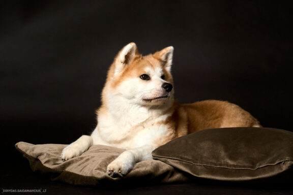 Augintinio šuns fotosesija foto studijoje, Vilnius, Šiaurės Miestelis, Žirmūnai. Akita dog photoshoot studio, Fotografas: Dovydas Gaidamavičius © www.DovydasGaidamavicius.lt www.Dovis.lt