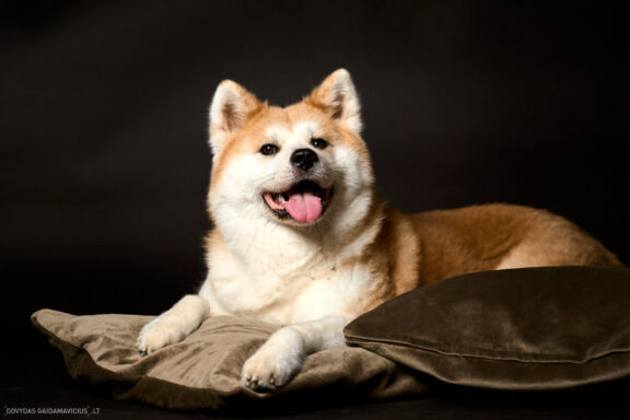 Augintinio šuns fotosesija foto studijoje, Vilnius, Šiaurės Miestelis, Žirmūnai. Akita dog photoshoot studio, Fotografas: Dovydas Gaidamavičius © www.DovydasGaidamavicius.lt www.Dovis.lt
