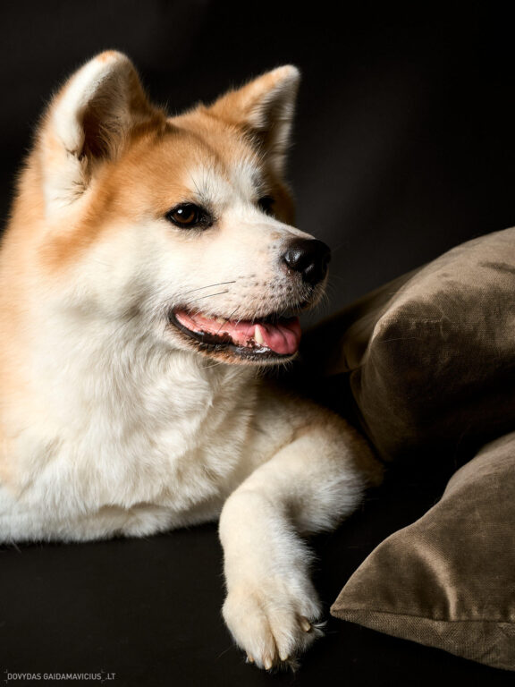 Augintinio šuns fotosesija foto studijoje, Vilnius, Šiaurės Miestelis, Žirmūnai. Akita dog photoshoot studio, Fotografas: Dovydas Gaidamavičius © www.DovydasGaidamavicius.lt www.Dovis.lt