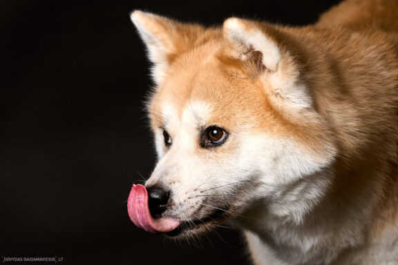 Augintinio šuns fotosesija foto studijoje, Vilnius, Šiaurės Miestelis, Žirmūnai. Akita dog photoshoot studio, Fotografas: Dovydas Gaidamavičius © www.DovydasGaidamavicius.lt www.Dovis.lt