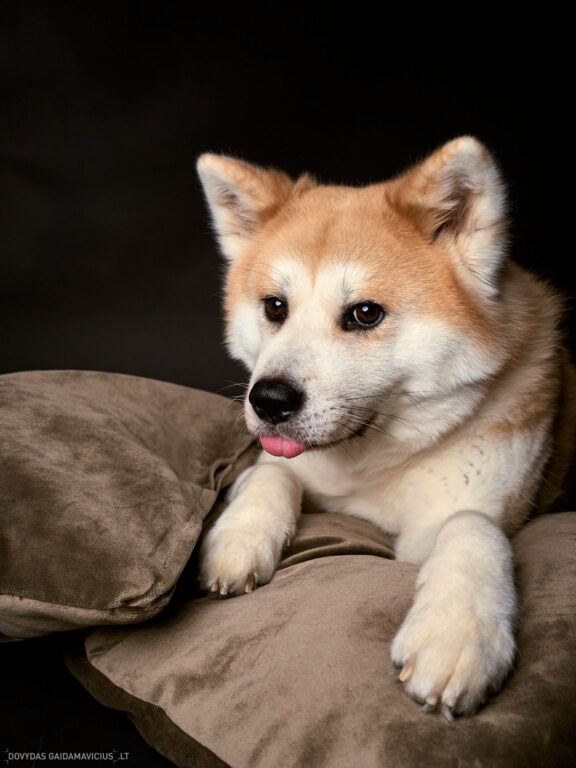 Augintinio šuns fotosesija foto studijoje, Vilnius, Šiaurės Miestelis, Žirmūnai. Akita dog photoshoot studio, Fotografas: Dovydas Gaidamavičius © www.DovydasGaidamavicius.lt www.Dovis.lt