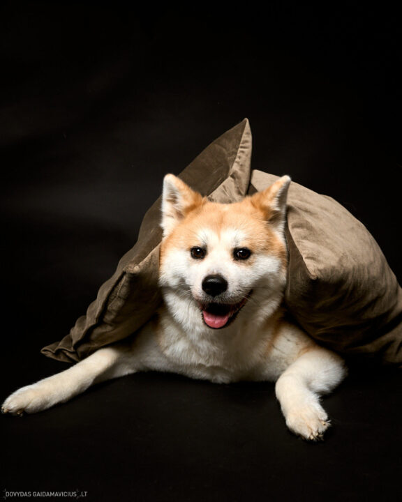 Augintinio šuns fotosesija foto studijoje, Vilnius, Šiaurės Miestelis, Žirmūnai. Akita dog photoshoot studio, Fotografas: Dovydas Gaidamavičius © www.DovydasGaidamavicius.lt www.Dovis.lt