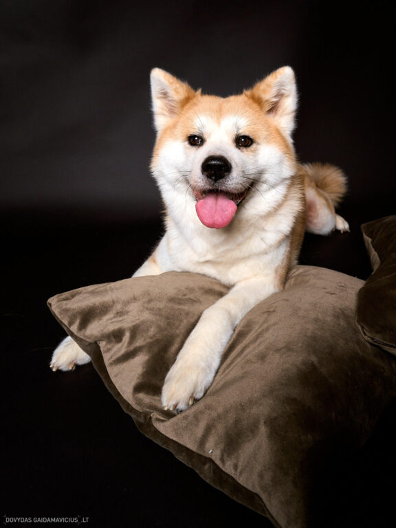 Augintinio šuns fotosesija foto studijoje, Vilnius, Šiaurės Miestelis, Žirmūnai. Akita dog photoshoot studio, Fotografas: Dovydas Gaidamavičius © www.DovydasGaidamavicius.lt www.Dovis.lt