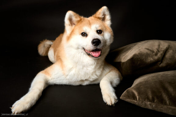 Augintinio šuns fotosesija foto studijoje, Vilnius, Šiaurės Miestelis, Žirmūnai. Akita dog photoshoot studio, Fotografas: Dovydas Gaidamavičius © www.DovydasGaidamavicius.lt www.Dovis.lt