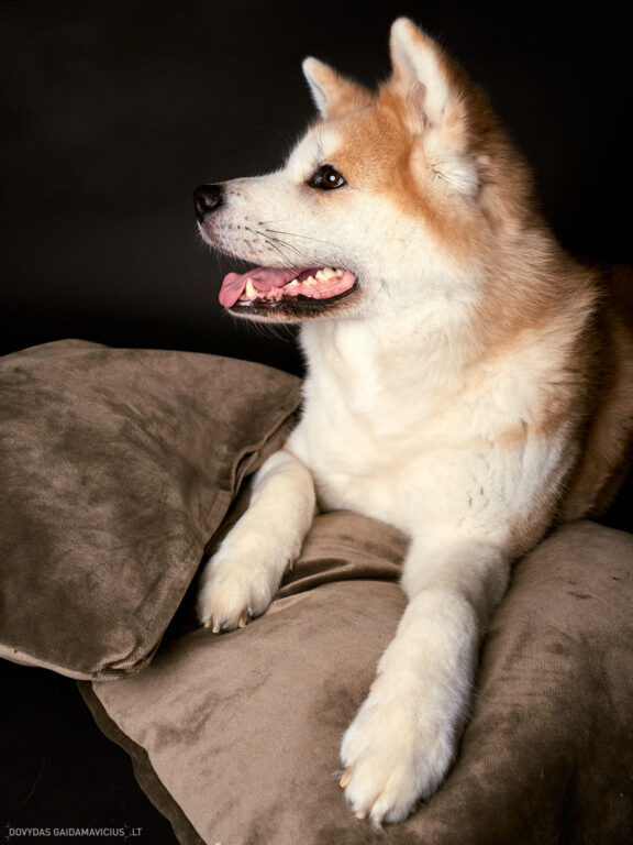 Augintinio šuns fotosesija foto studijoje, Vilnius, Šiaurės Miestelis, Žirmūnai. Akita dog photoshoot studio, Fotografas: Dovydas Gaidamavičius © www.DovydasGaidamavicius.lt www.Dovis.lt