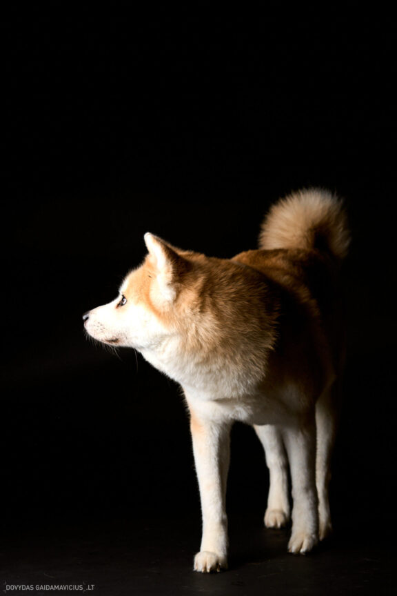 Augintinio šuns fotosesija foto studijoje, Vilnius, Šiaurės Miestelis, Žirmūnai. Akita dog photoshoot studio, Fotografas: Dovydas Gaidamavičius © www.DovydasGaidamavicius.lt www.Dovis.lt