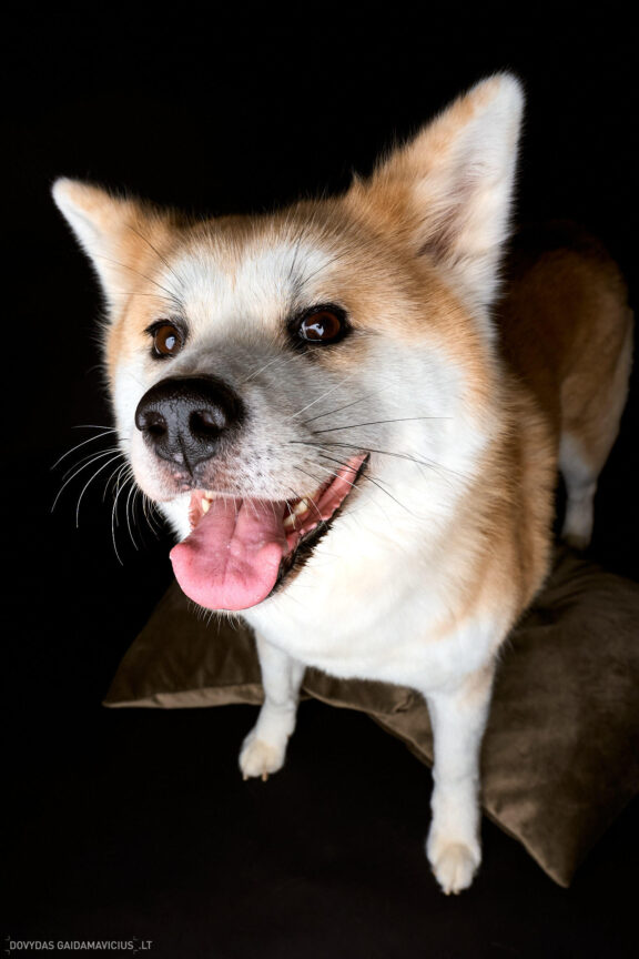Augintinio šuns fotosesija foto studijoje, Vilnius, Šiaurės Miestelis, Žirmūnai. Akita dog photoshoot studio, Fotografas: Dovydas Gaidamavičius © www.DovydasGaidamavicius.lt www.Dovis.lt