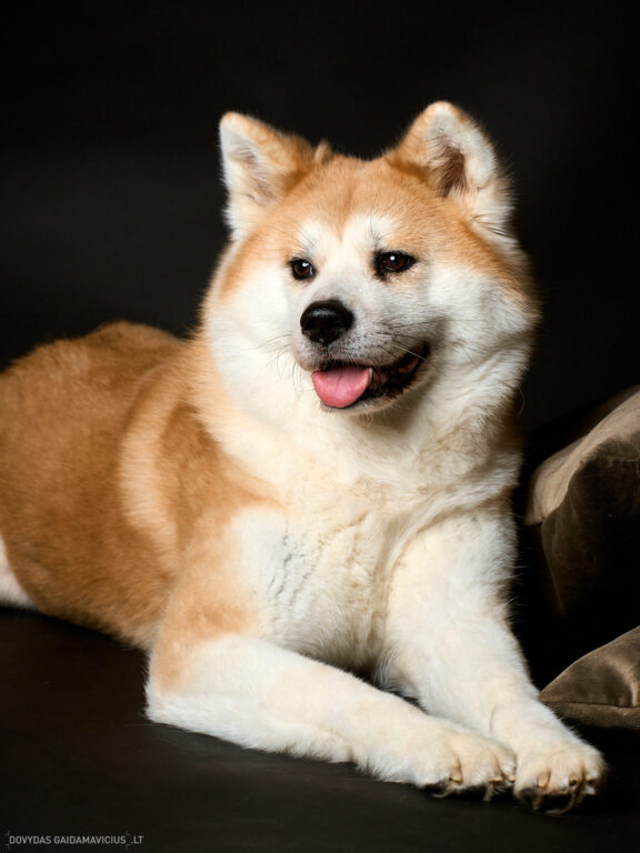 Augintinio šuns fotosesija foto studijoje, Vilnius, Šiaurės Miestelis, Žirmūnai. Akita dog photoshoot studio, Fotografas: Dovydas Gaidamavičius © www.DovydasGaidamavicius.lt www.Dovis.lt