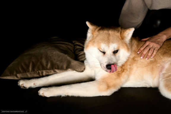 Augintinio šuns fotosesija foto studijoje, Vilnius, Šiaurės Miestelis, Žirmūnai. Akita dog photoshoot studio, Fotografas: Dovydas Gaidamavičius © www.DovydasGaidamavicius.lt www.Dovis.lt