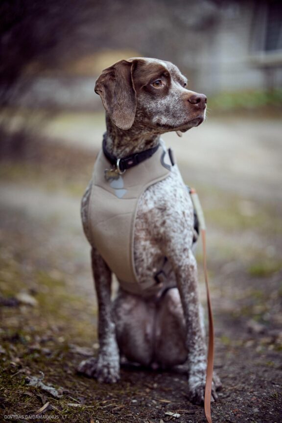 Augintinio šuns fotosesija. Burbonų brakas, braque du bourbonnais, Rumba Fotografas: Dovydas Gaidamavičius © www.DovydasGaidamavicius.lt