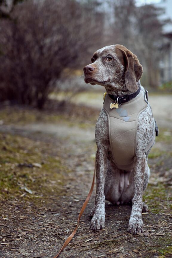 Augintinio šuns fotosesija. Burbonų brakas, braque du bourbonnais, Rumba Fotografas: Dovydas Gaidamavičius © www.DovydasGaidamavicius.lt