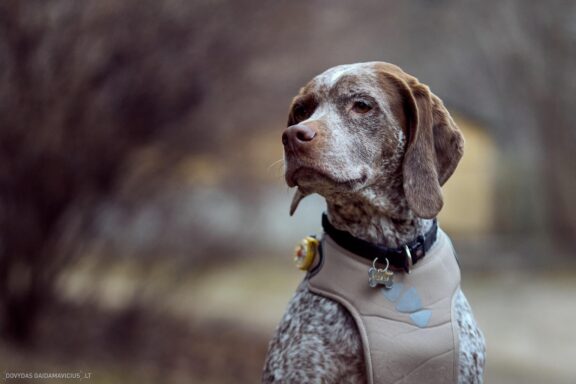 Augintinio šuns fotosesija. Burbonų brakas, braque du bourbonnais, Rumba Fotografas: Dovydas Gaidamavičius © www.DovydasGaidamavicius.lt