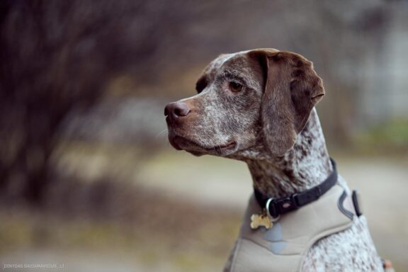 Augintinio šuns fotosesija. Burbonų brakas, braque du bourbonnais, Rumba Fotografas: Dovydas Gaidamavičius © www.DovydasGaidamavicius.lt