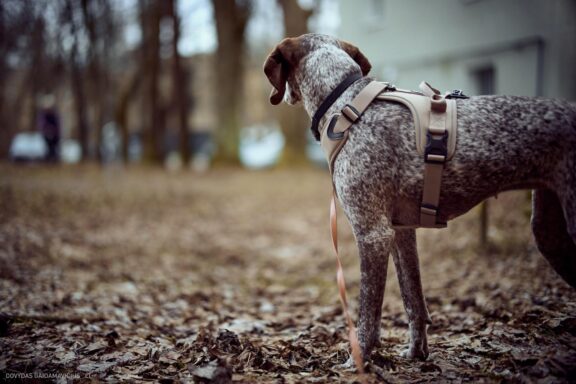 Augintinio šuns fotosesija. Burbonų brakas, braque du bourbonnais, Rumba Fotografas: Dovydas Gaidamavičius © www.DovydasGaidamavicius.lt