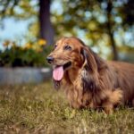 Šuns portretas gamtoje. Augintinio šuns fotosesija. Taksas, Dachshund Fotografas: Dovydas Gaidamavičius Vilnius, Labanoro giria © www.DovydasGaidamavicius.lt