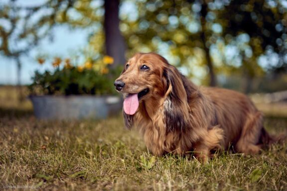 Šuns portretas gamtoje. Augintinio šuns fotosesija. Taksas, Dachshund Fotografas: Dovydas Gaidamavičius Vilnius, Labanoro giria © www.DovydasGaidamavicius.lt