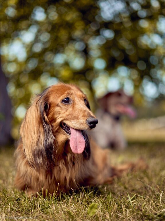Šuns portretas gamtoje. Augintinio šuns fotosesija. Taksas, Dachshund Fotografas: Dovydas Gaidamavičius Vilnius, Labanoro giria © www.DovydasGaidamavicius.lt