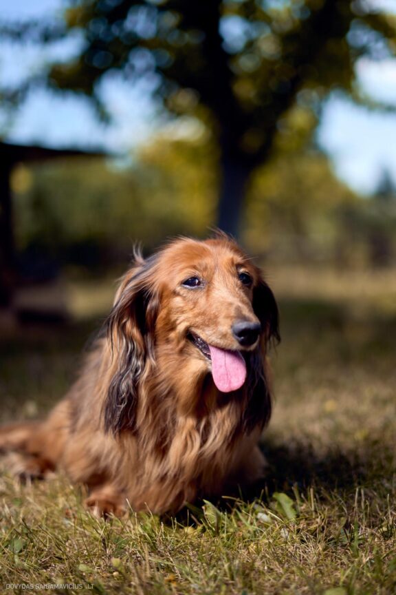 Šuns portretas gamtoje. Augintinio šuns fotosesija. Taksas, Dachshund Fotografas: Dovydas Gaidamavičius Vilnius, Labanoro giria © www.DovydasGaidamavicius.lt