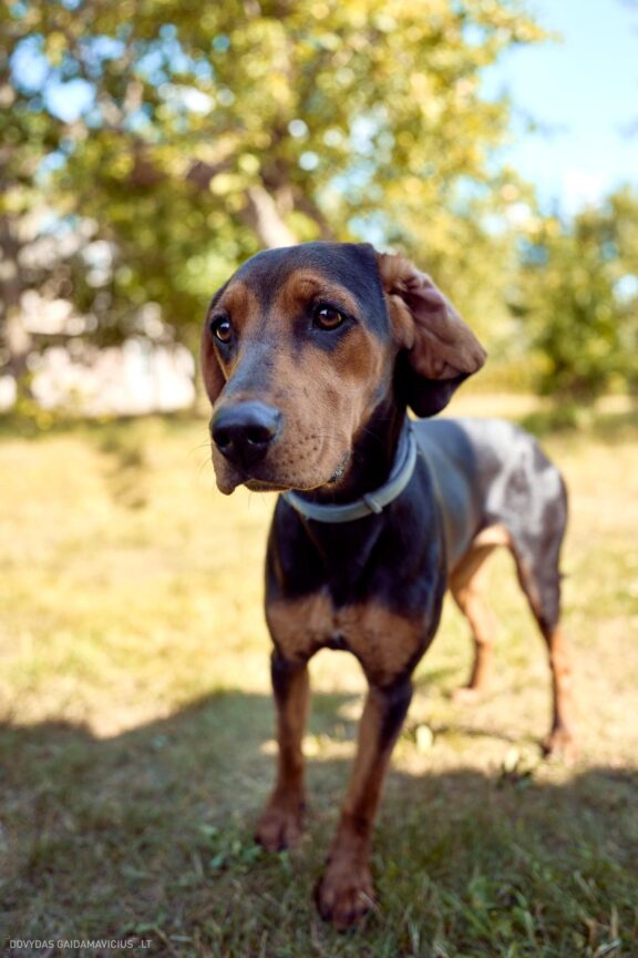 Šuns portretas gamtoje. Augintinio šuns fotosesija. Lietuviškas skalikas, Lithuanian Hound Fotografas: Dovydas Gaidamavičius Vilnius, Labanoro giria © www.DovydasGaidamavicius.lt