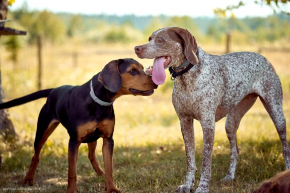 Šuns portretas gamtoje. Augintinio šuns fotosesija. Burbonų brakas ir Lietuviškas skalikas, braque du bourbonnais and  Lithuanian Hound, Rumba Fotografas: Dovydas Gaidamavičius Vilnius, Labanoro giria © www.DovydasGaidamavicius.lt
