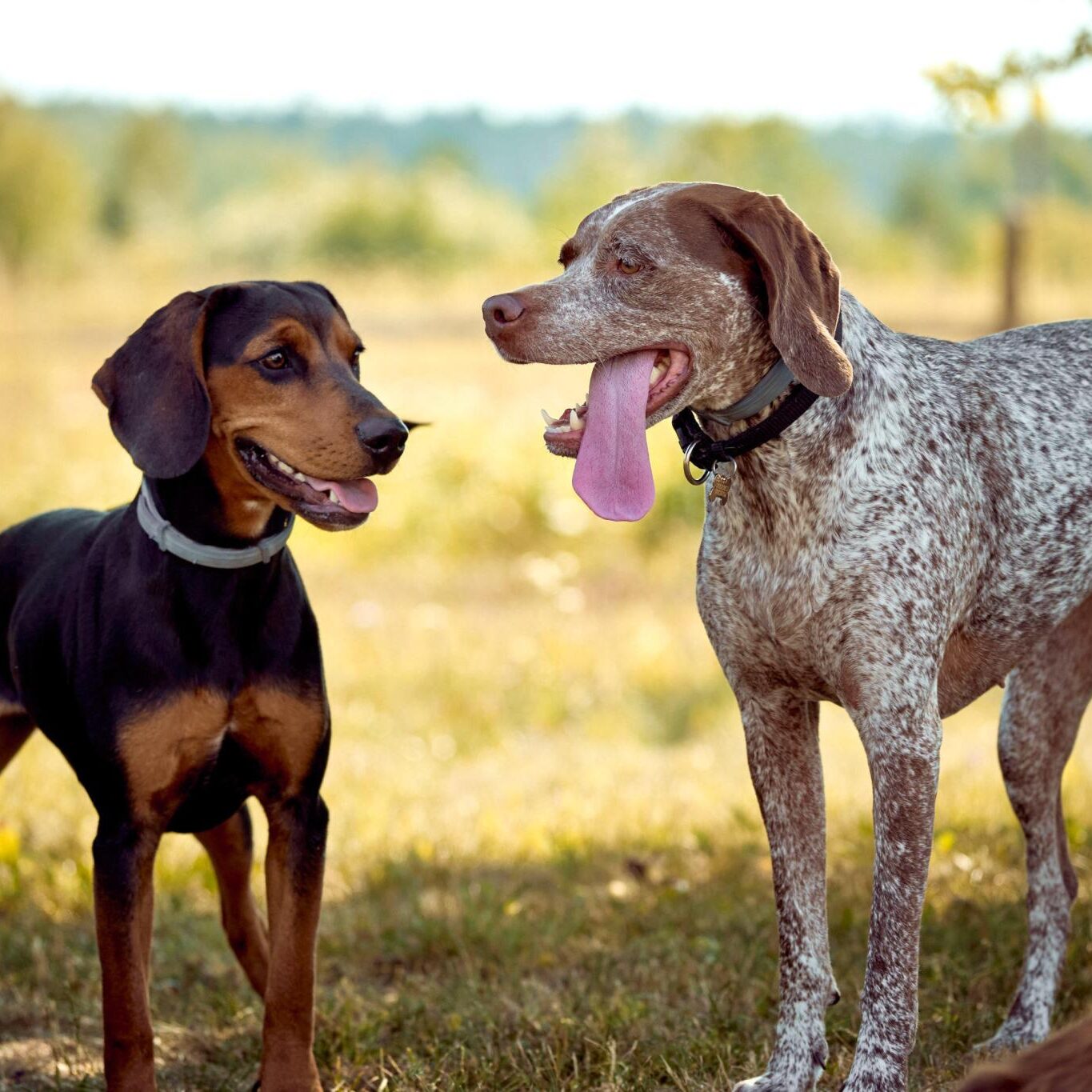 Šuns portretas gamtoje. Augintinio šuns fotosesija. Burbonų brakas ir Lietuviškas skalikas, braque du bourbonnais and  Lithuanian Hound, Rumba Fotografas: Dovydas Gaidamavičius Vilnius, Labanoro giria © www.DovydasGaidamavicius.lt