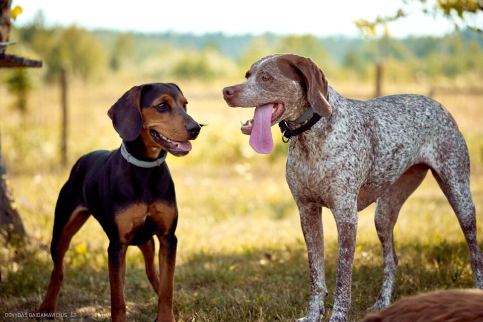 Šuns portretas gamtoje. Augintinio šuns fotosesija. Burbonų brakas ir Lietuviškas skalikas, braque du bourbonnais and  Lithuanian Hound, Rumba Fotografas: Dovydas Gaidamavičius Vilnius, Labanoro giria © www.DovydasGaidamavicius.lt